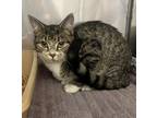 Adopt Esther a Gray or Blue Domestic Shorthair / Mixed Breed (Medium) / Mixed