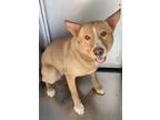 Adopt Sandra a Brown/Chocolate Carolina Dog / Mixed dog in Fort Worth