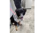 Adopt Tinker a Black Australian Shepherd / Mixed dog in Danville, IL (41402463)