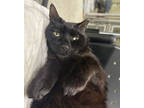 Adopt Francesca a All Black Domestic Shorthair / Domestic Shorthair / Mixed cat