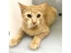 Adopt Fig a Orange or Red Domestic Longhair / Domestic Shorthair / Mixed cat in