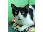 Adopt Irene a All Black Domestic Shorthair / Domestic Shorthair / Mixed cat in
