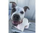 Adopt Juno a White Mixed Breed (Medium) / Mixed dog in Beatrice, NE (41402458)