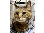 Adopt Poyo a Orange or Red Domestic Shorthair / Domestic Shorthair / Mixed cat