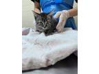 Adopt Scamper a Brown Tabby Domestic Shorthair / Mixed Breed (Medium) / Mixed