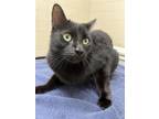 Adopt Drogo a All Black Domestic Shorthair / Domestic Shorthair / Mixed cat in
