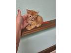 Adopt Dublin a Orange or Red Tabby Domestic Mediumhair (medium coat) cat in