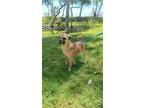 Adopt Beto a Brindle Pug / Mixed dog in Oceanside, CA (41402365)