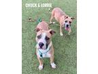 Adopt Lorrie a Brown/Chocolate - with White Mixed Breed (Medium) / Mixed dog in