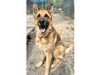 Adopt Ellie Mae a Tan/Yellow/Fawn Shepherd (Unknown Type) / Mixed dog in