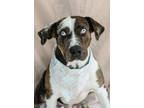 Adopt Bingo a White Catahoula Leopard Dog / Mixed dog in Dothan, AL (41310511)