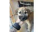 Adopt Elena a Brown/Chocolate Labrador Retriever / Mixed dog in Fresno