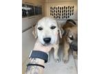 Adopt Alex a Tan/Yellow/Fawn Labrador Retriever / Mixed dog in Fresno