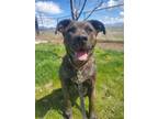Adopt Bernadette a Brindle Mastiff / Mixed dog in Yreka, CA (39355791)