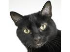 Adopt Gracie a All Black Domestic Shorthair (short coat) cat in Port Angeles