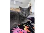Adopt Gracie a Gray or Blue American Shorthair / Mixed (short coat) cat in