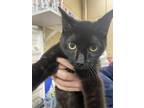 Adopt Morey a All Black Domestic Shorthair / Domestic Shorthair / Mixed cat in