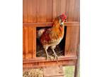 Adopt ZACK a Red Chicken / Mixed bird in Frederick, MD (41402511)