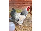 Adopt CODY a White Chicken / Mixed bird in Frederick, MD (41402510)