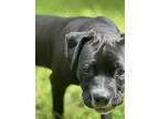 Adopt Louise a Black American Pit Bull Terrier / Mixed dog in Atlanta