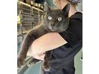 Adopt Bob a Gray or Blue Domestic Shorthair / Domestic Shorthair / Mixed cat in