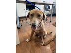 Adopt Damion a Red/Golden/Orange/Chestnut Labrador Retriever / Mixed dog in