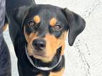 Adopt Niffler a Tan/Yellow/Fawn Mixed Breed (Large) / Mixed dog in Georgetown