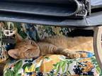 Adopt KeyKey a Orange or Red American Shorthair / Mixed (medium coat) cat in