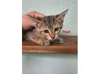 Adopt Pearl a Gray, Blue or Silver Tabby Domestic Shorthair (short coat) cat in