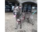 Adopt Bella a Gray/Blue/Silver/Salt & Pepper Staffordshire Bull Terrier /