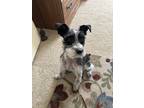 Adopt Dexter a Black - with White Schnauzer (Miniature) / Mixed dog in Tucson