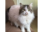 Adopt La Lou a Gray or Blue Domestic Longhair / Domestic Shorthair / Mixed cat