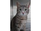 Adopt Fudd a Gray or Blue Domestic Shorthair / Domestic Shorthair / Mixed cat in