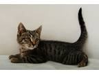 Adopt Eric a All Black Domestic Shorthair / Domestic Shorthair / Mixed cat in