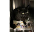 Adopt Boo a All Black Domestic Shorthair / Domestic Shorthair / Mixed cat in