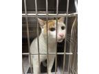 Adopt Creamsicle a White Domestic Shorthair / Domestic Shorthair / Mixed cat in