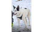 Adopt Odin a White German Shepherd Dog / Husky / Mixed (short coat) dog in