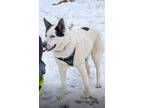 Adopt Odin a White German Shepherd Dog / Husky / Mixed dog in Fresno