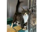 Adopt Virgo a Gray or Blue Domestic Shorthair / Domestic Shorthair / Mixed cat