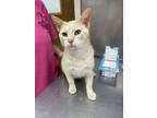 Adopt F24 LG 503 Memphis a Cream or Ivory Domestic Shorthair / Domestic