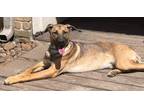 Adopt Marsali McKimmie a Tan/Yellow/Fawn - with Black German Shepherd Dog dog in