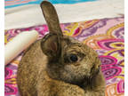 Adopt BARISTA a Fawn American / Satin / Mixed (short coat) rabbit in West