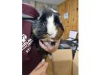 Adopt Proton a Black Guinea Pig / Mixed (short coat) small animal in Bryan