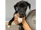 Adopt Baked Bean a Black Labrador Retriever / Mixed dog in Bryan, TX (41402222)