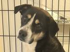 Adopt Nugget a Black Mixed Breed (Large) / Mixed dog in Georgetown