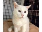 Adopt Feta a White Domestic Shorthair / Mixed Breed (Medium) / Mixed (short