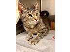Adopt BELLE a Brown or Chocolate Domestic Shorthair / Domestic Shorthair / Mixed