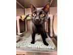 Adopt QUINCE a All Black Domestic Shorthair / Domestic Shorthair / Mixed cat in