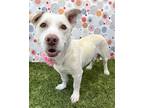 Adopt Molly a White Labrador Retriever / Corgi / Mixed dog in Corona