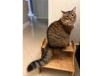 Adopt Thor a Tiger Striped Tabby / Mixed (long coat) cat in Coconut Creek